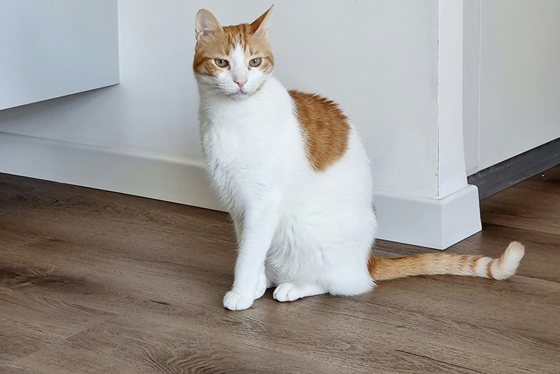 Übersicht moderner Bodenbeläge im Showroom